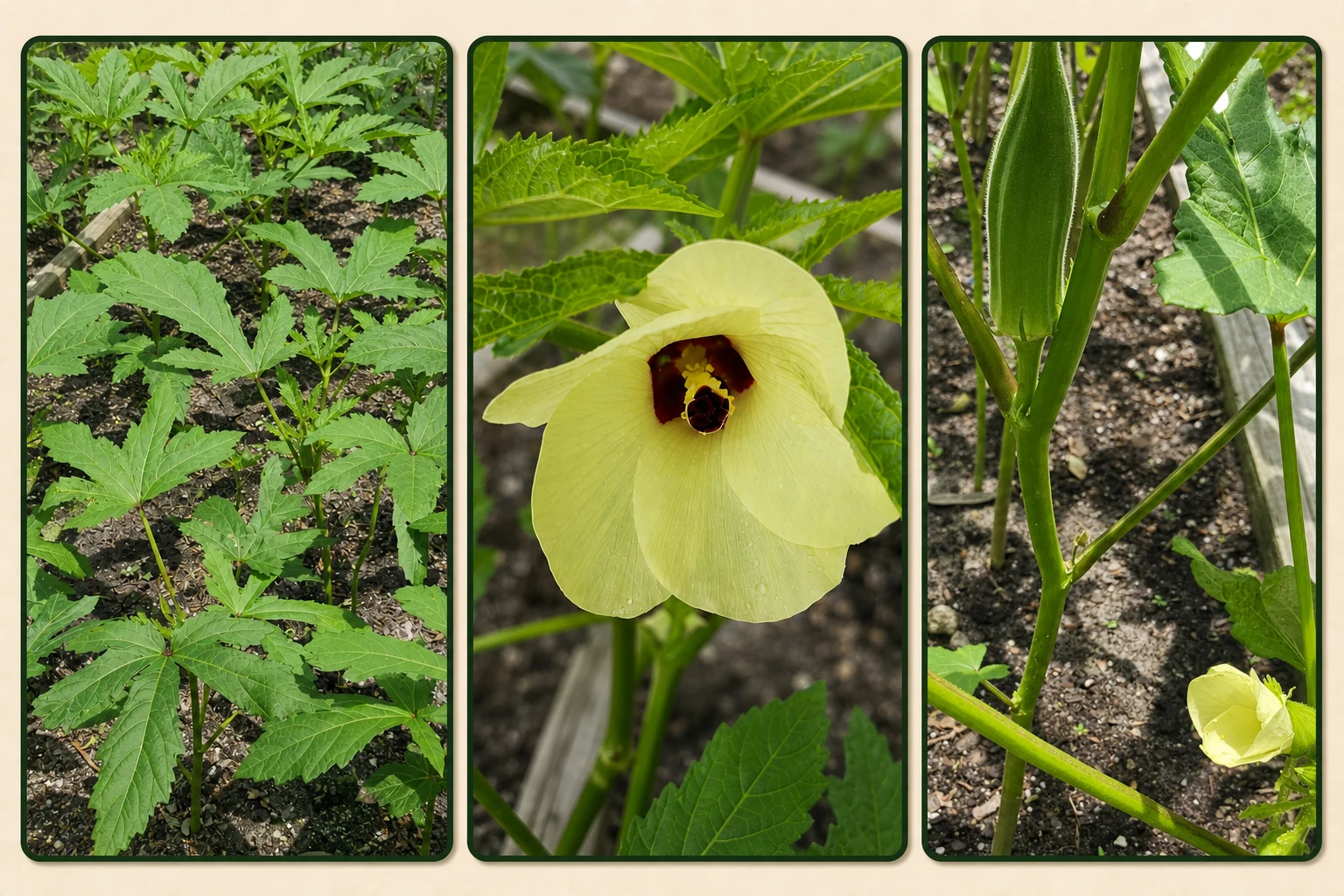 Okra growing at Frokra Farms, progressing from young plants to blossom to mature crop